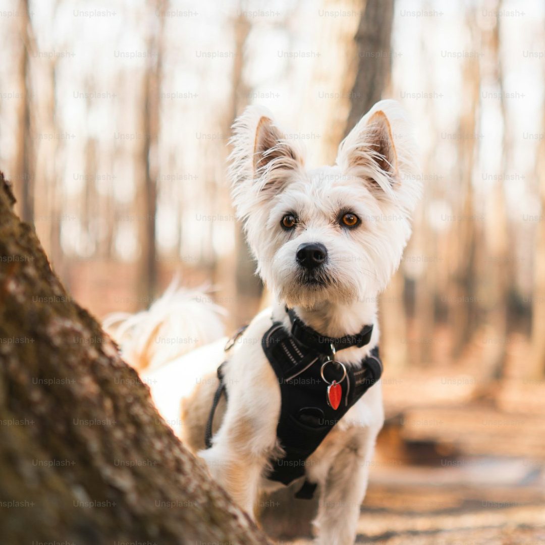 Ein kleiner, weißer Hund mit stehendem Fell steht neben einem Baum im Wald.