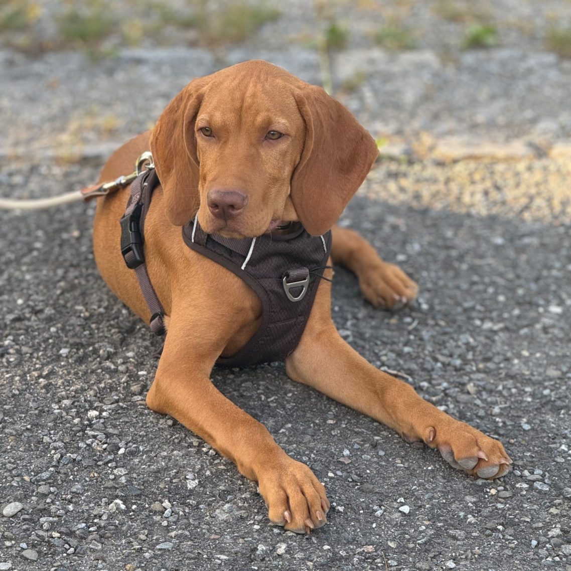 Ein brauner Hund mit Geschirr liegt entspannt auf einer asphaltierten Fläche.