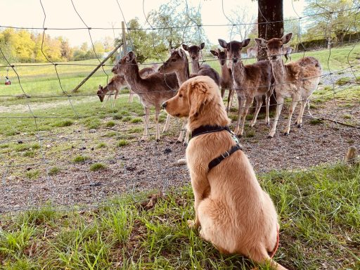 Ein Hund sitzt ruhig im Gras und beobachtet mehrere Rehe in der Nähe.