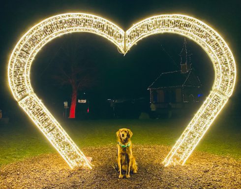 Hund sitzt vor einer leuchtenden Herzdekoration im Dunkeln.