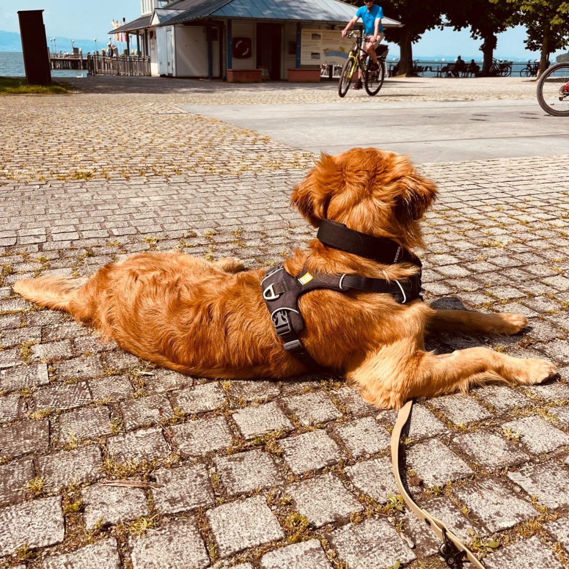 Ein brauner Hund liegt entspannt auf einem Platz, während ein Radfahrer vorbeifährt.