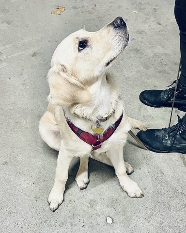 Ein Hund sitzt mit einem Halsband und schaut nach oben. Eine Fuß steht daneben.