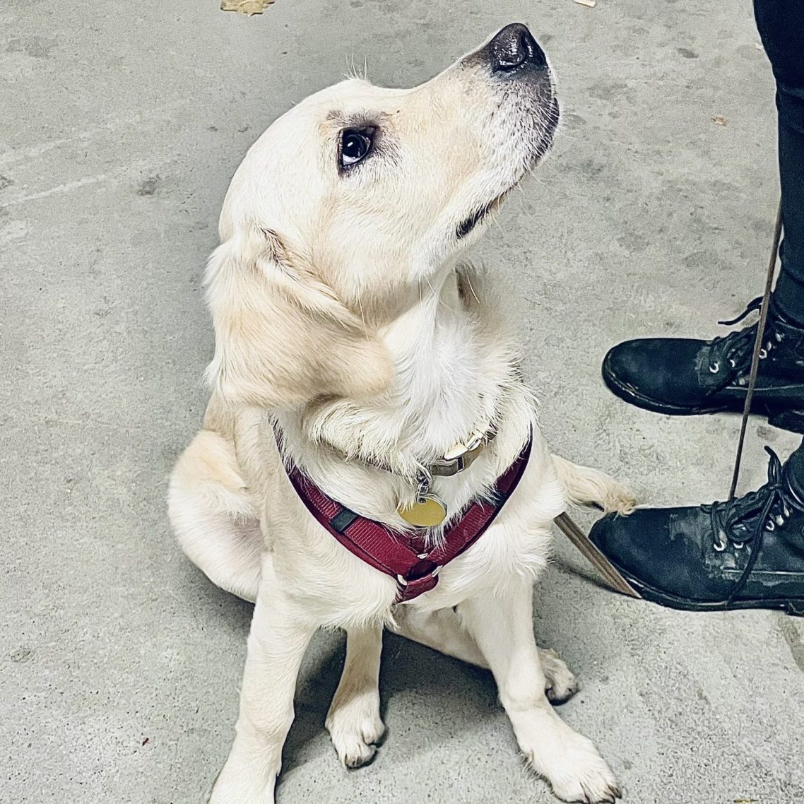 Ein Golden Retriever sitzt auf dem Boden und schaut nach oben, neben einem Schuh.