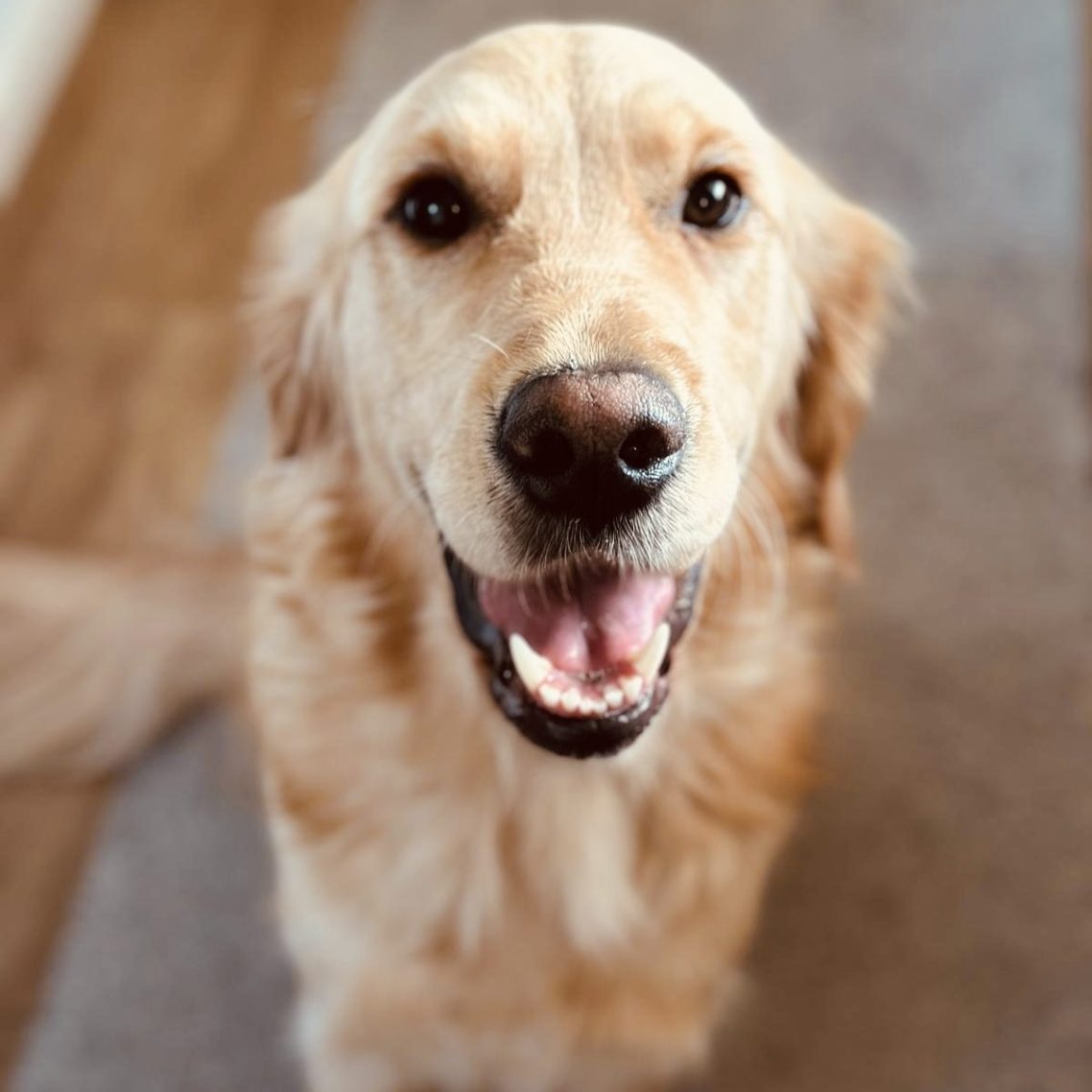 Ein lächelnder Golden Retriever steht auf einem Teppich und schaut nach oben.