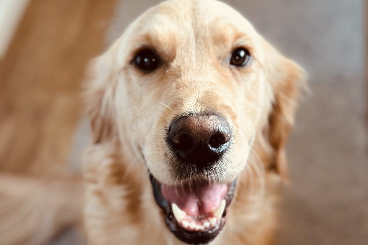 Einzeltraining Hundeschule