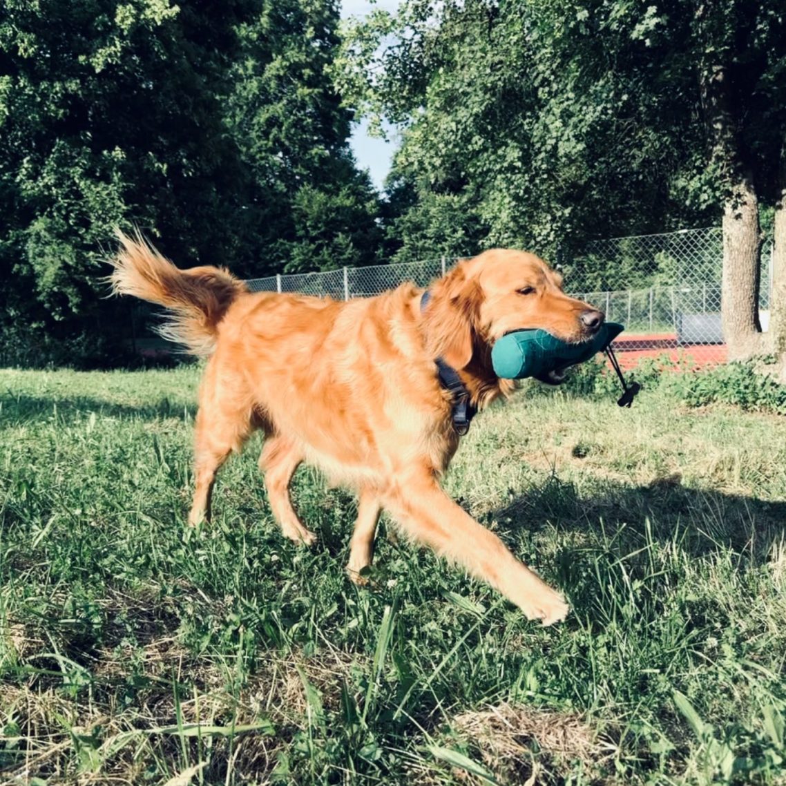Ein Golden Retriever läuft fröhlich mit einem Dummy im Maul über eine Wiese.