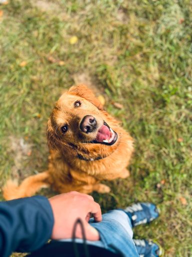 Ein lächelnder Golden Retriever schaut von unten zu einem Menschen auf.