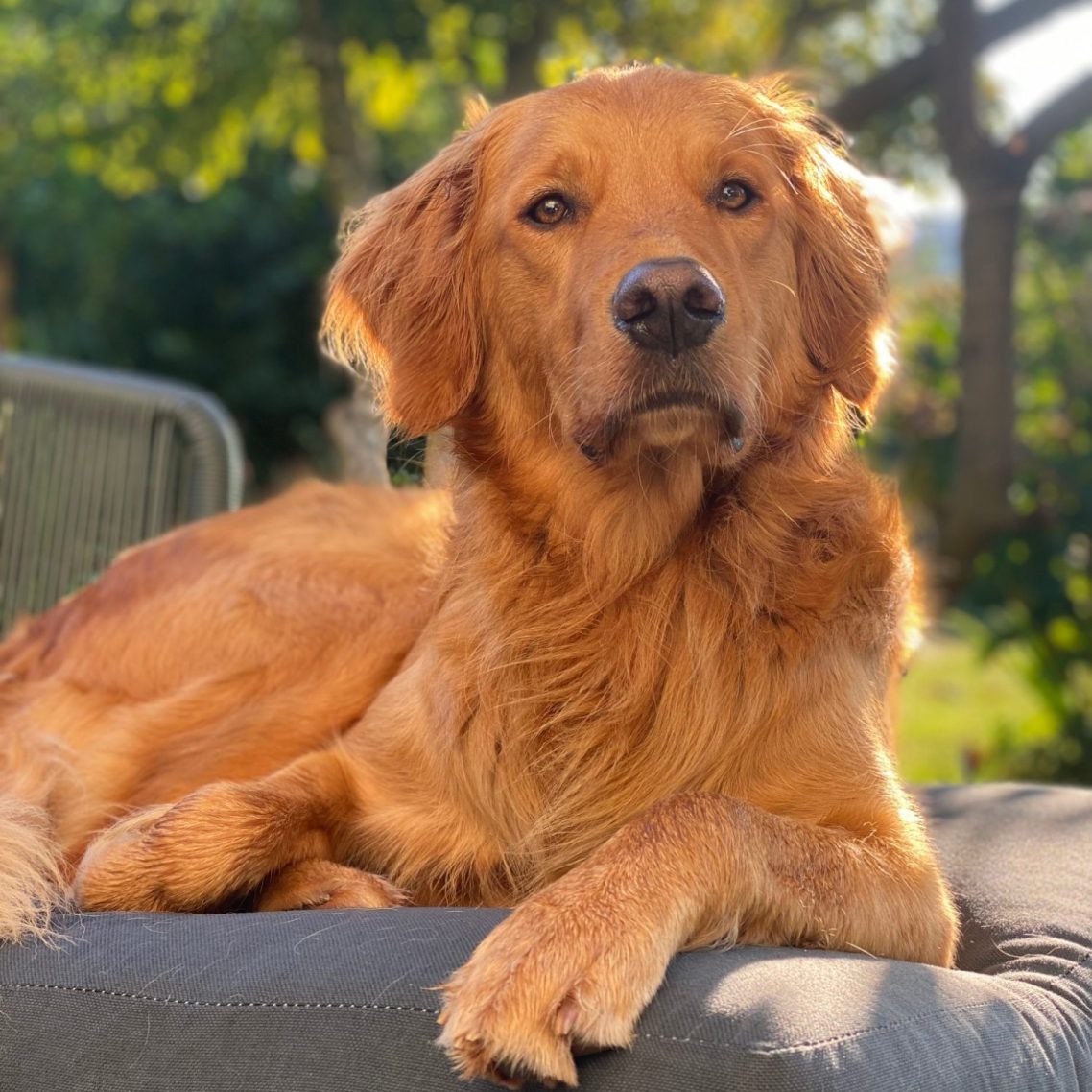 Ein entspannter Golden Retriever liegt auf einer Couch im Freien.