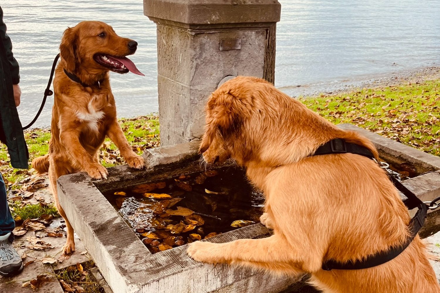 Gruppenkurs im Hundetraining