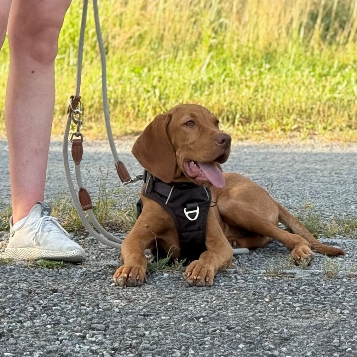 Brauner Hund mit Geschirr liegt entspannt auf dem Weg neben einer Person.