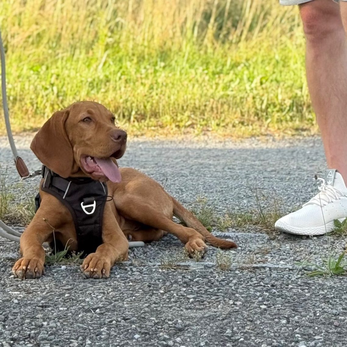 Brauner Hund mit Geschirr liegt auf dem Weg, daneben steht eine Person in weißen Schuhen.