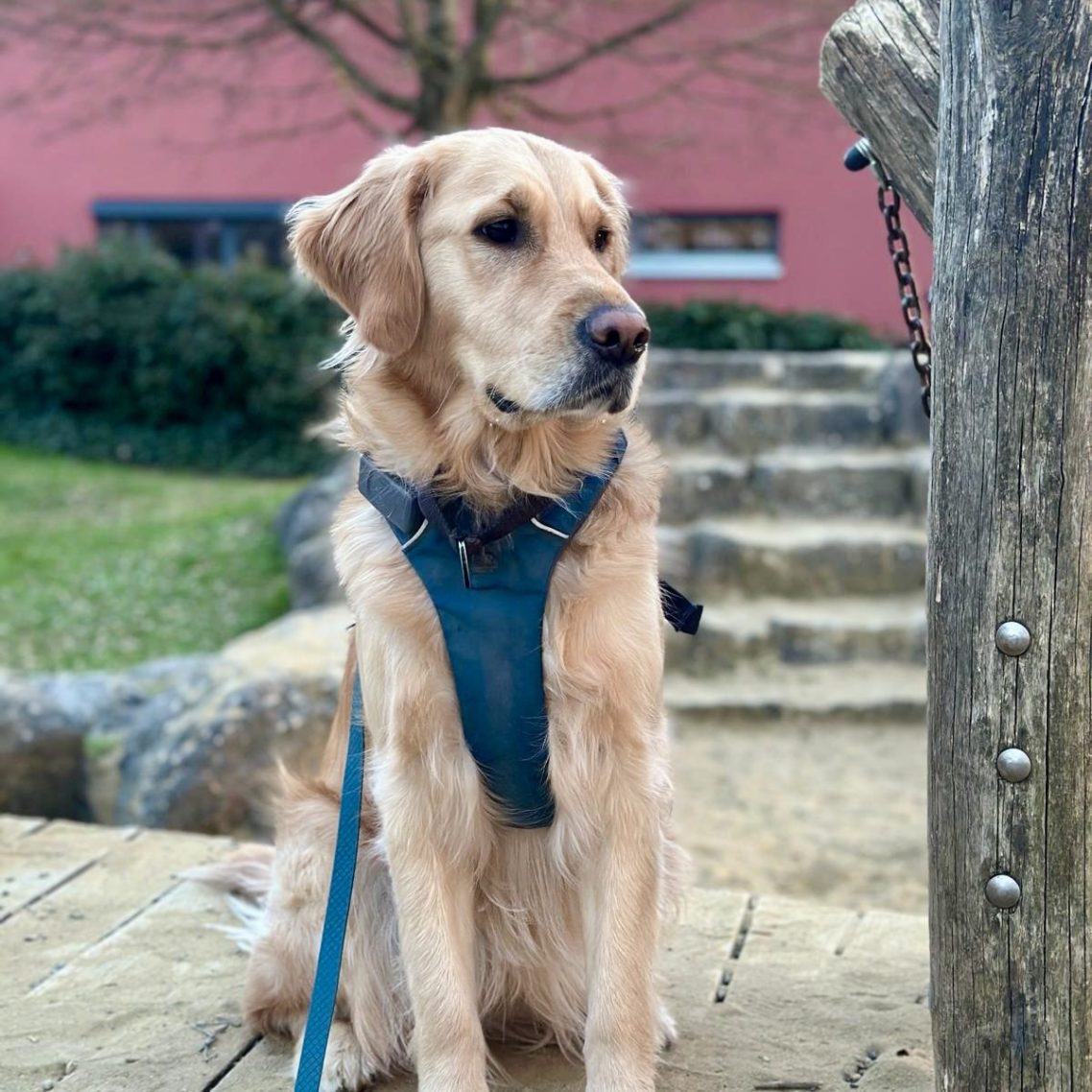 Ein Golden Retriever sitzt auf einem Holzweg, an der Leine und mit Geschirr.