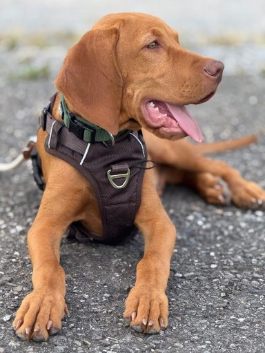 Ruhiger Hund mit braunem Fell, liegt auf einer grauen Oberfläche und trägt ein Geschirr.