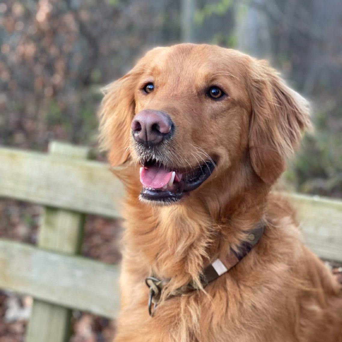 Ein golden retriever mit freundlichem Ausdruck, vor unscharfem Hintergrund.