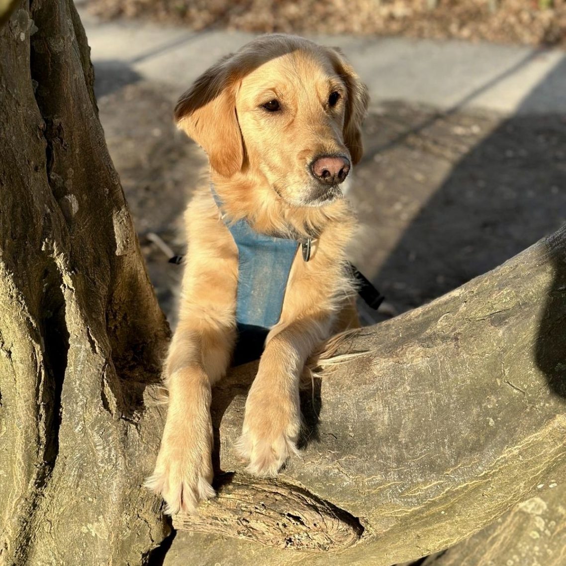 Ein Goldener Retriever sitzt auf einem Baumstamm im Freien.