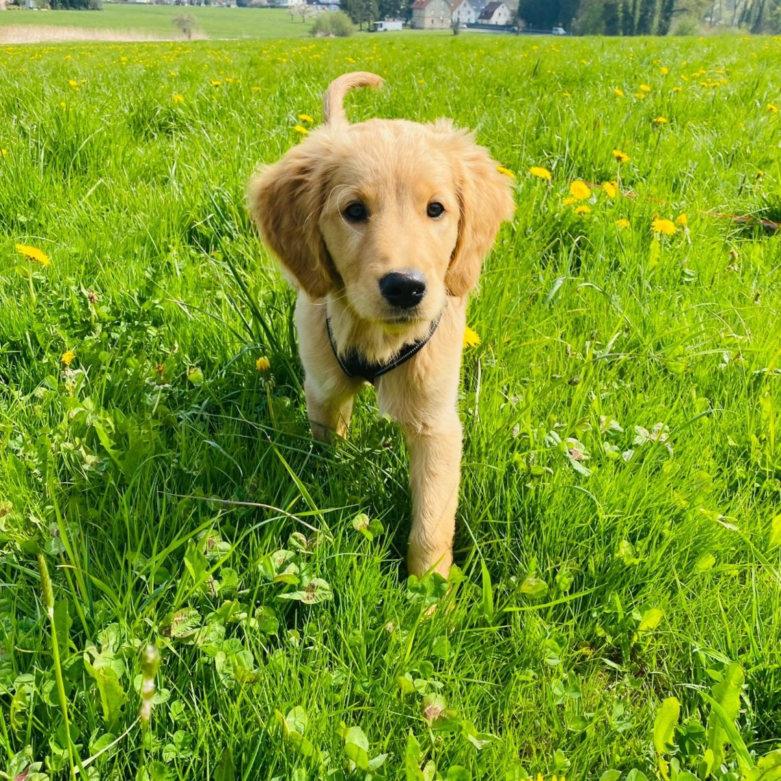 Ein Golden Retriever Welpe läuft durch eine grüne Wiese mit gelben Blumen.