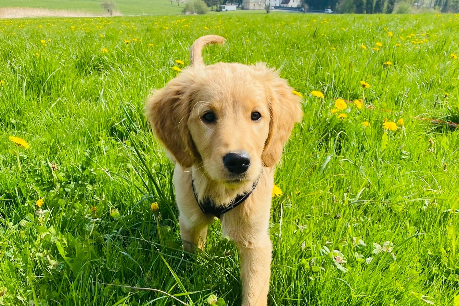 Hundewelpe auf der Wiese